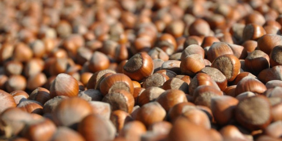 Türkiye’nin Hindistan’a fındık ihracatı artıyor