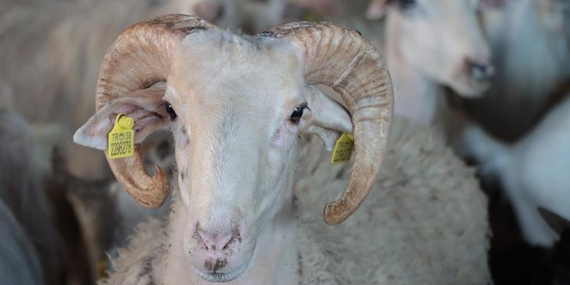 2026 Kurban Bayramı ne zaman, hangi güne denk geliyor?