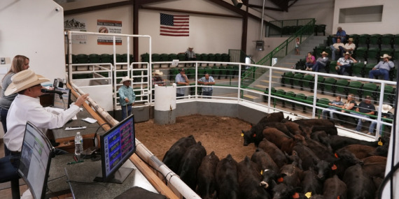 ABD’de sığır arzı 75 yılın tabanında