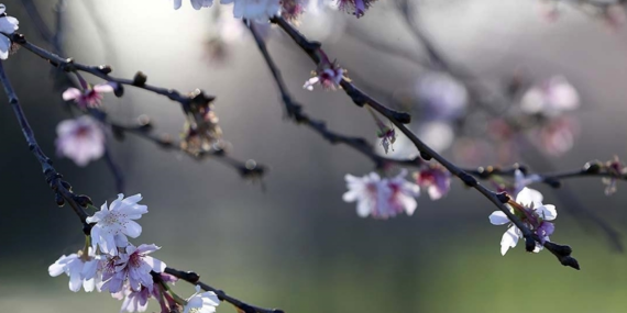 Cemre düştü mü? İlk cemre ne zaman, nereye düşecek?