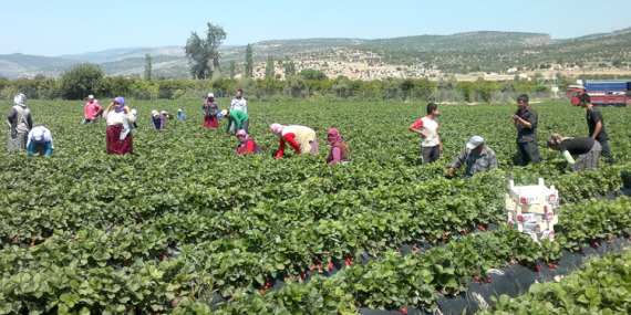 Çocuk personellerin yüzde 61’i tarım kesiminde