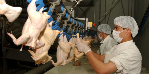 Kanatlı eti ihracatı durduruldu