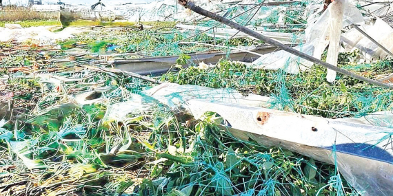 Mersin’de iklim krizi tarımı vurdu