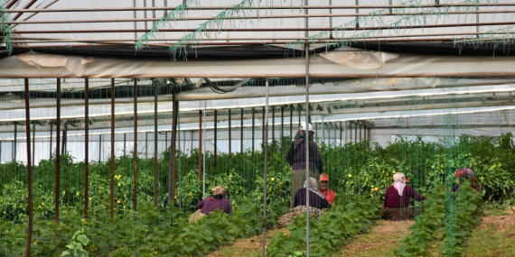 Tarımda üretici enflasyonu Ocak’ta yüzde 8,46 arttı