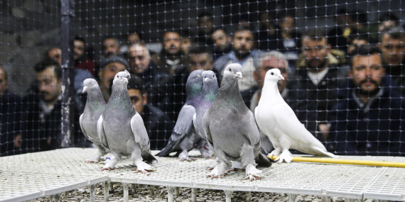 Maliye Sosyal Medya Mezatlarını Takibe Aldı