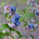 bluefarm